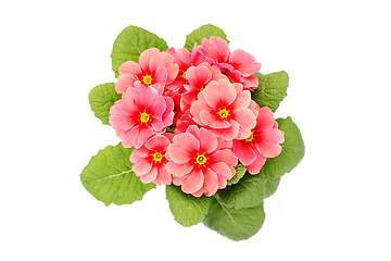 Image showing primula flower