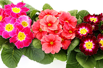 Image showing primula flower