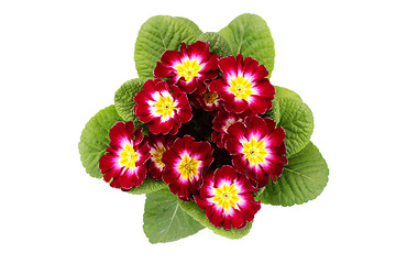 Image showing primula flower