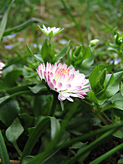 Image showing field chamomile in the grass