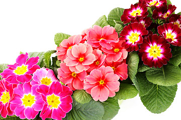 Image showing primula flower