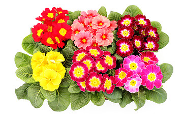 Image showing primula flower