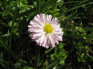 Image showing field chamomile in the grass