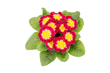 Image showing primula flower