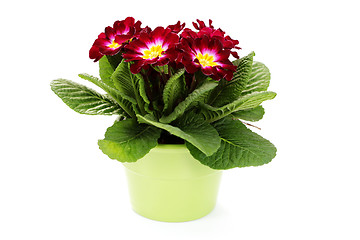 Image showing primula flower