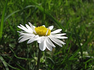 Image showing field chamomile in the grass