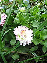 Image showing field chamomile in the grass