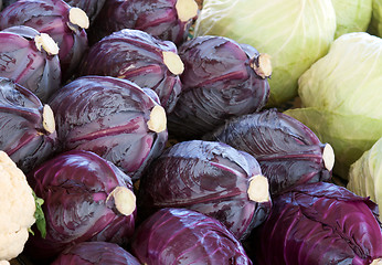 Image showing Blue and white cabbage