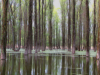 Image showing forest and river