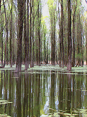 Image showing forest and river