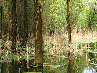 Image showing forest and river