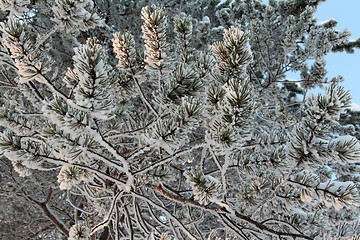 Image showing branches of pine trees in the snow