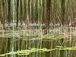 Image showing forest and river