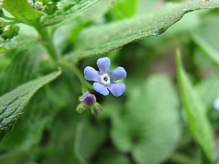 Image showing forget me not