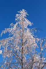 Image showing tree in the snow