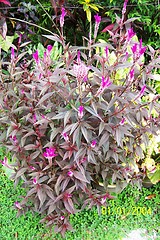 Image showing Red flower spinach