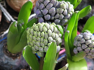 Image showing hyacinth before bloom