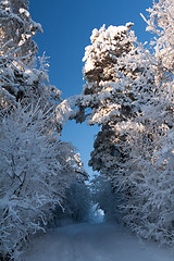 Image showing trail in the winter forest
