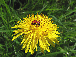 Image showing ladybug and dandelion