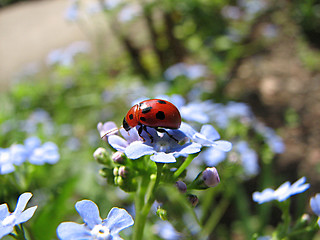Image showing ladybug on blue flowers