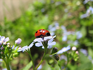 Image showing ladybug on blue flowers