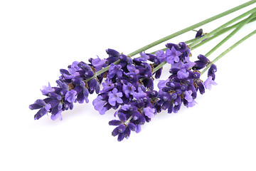 Image showing Isolated lavender