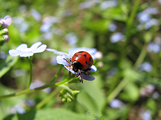 Image showing ladybug on blue flowers