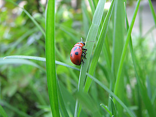 Image showing ladybug on the grass
