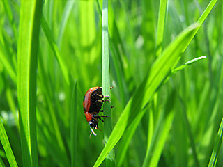 Image showing ladybug on the grass