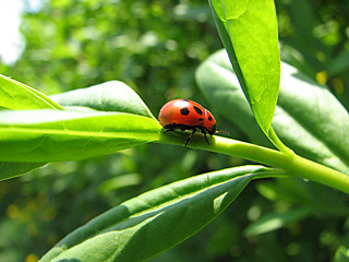 Image showing ladybug on the grass