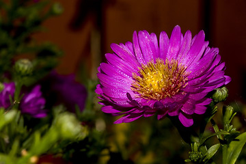 Image showing New york aster