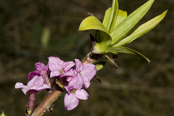 Image showing Daphne mezereum