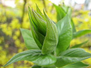 Image showing leaves