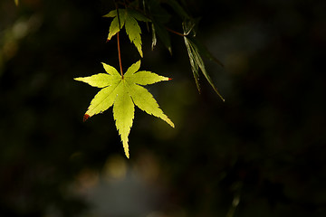 Image showing Green leaf