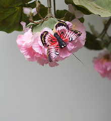 Image showing Flower And Butterfly