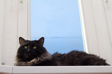 Image showing House cat at a window