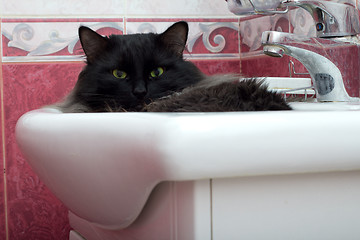 Image showing Cat in a bowl