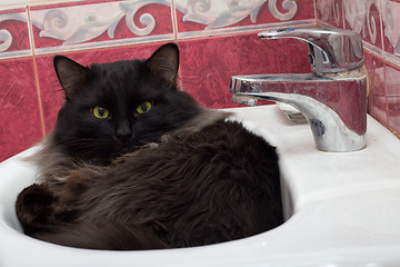 Image showing Cat in a bowl