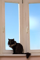 Image showing House cat at a window