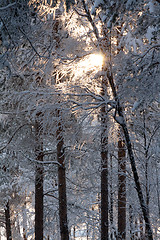 Image showing winter forest