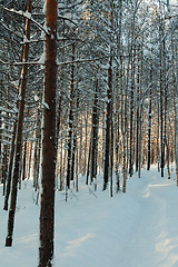 Image showing winter forest