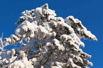 Image showing tree in the snow