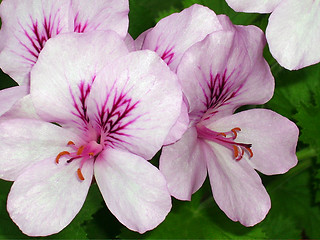 Image showing Flowers