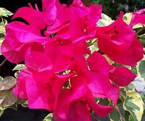 Image showing unique red flower