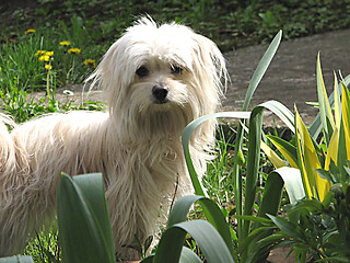 Image showing little crumb in the grass