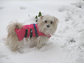 Image showing little crumb on the snow