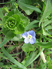 Image showing little blue flower