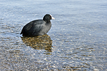 Image showing Fulica atra