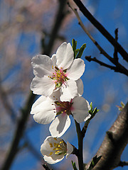 Image showing little flowers of apple tree