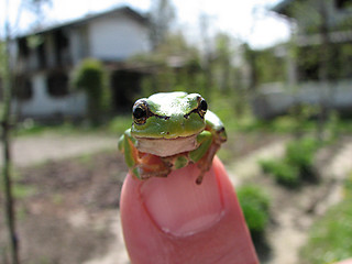 Image showing little green frog on the finger